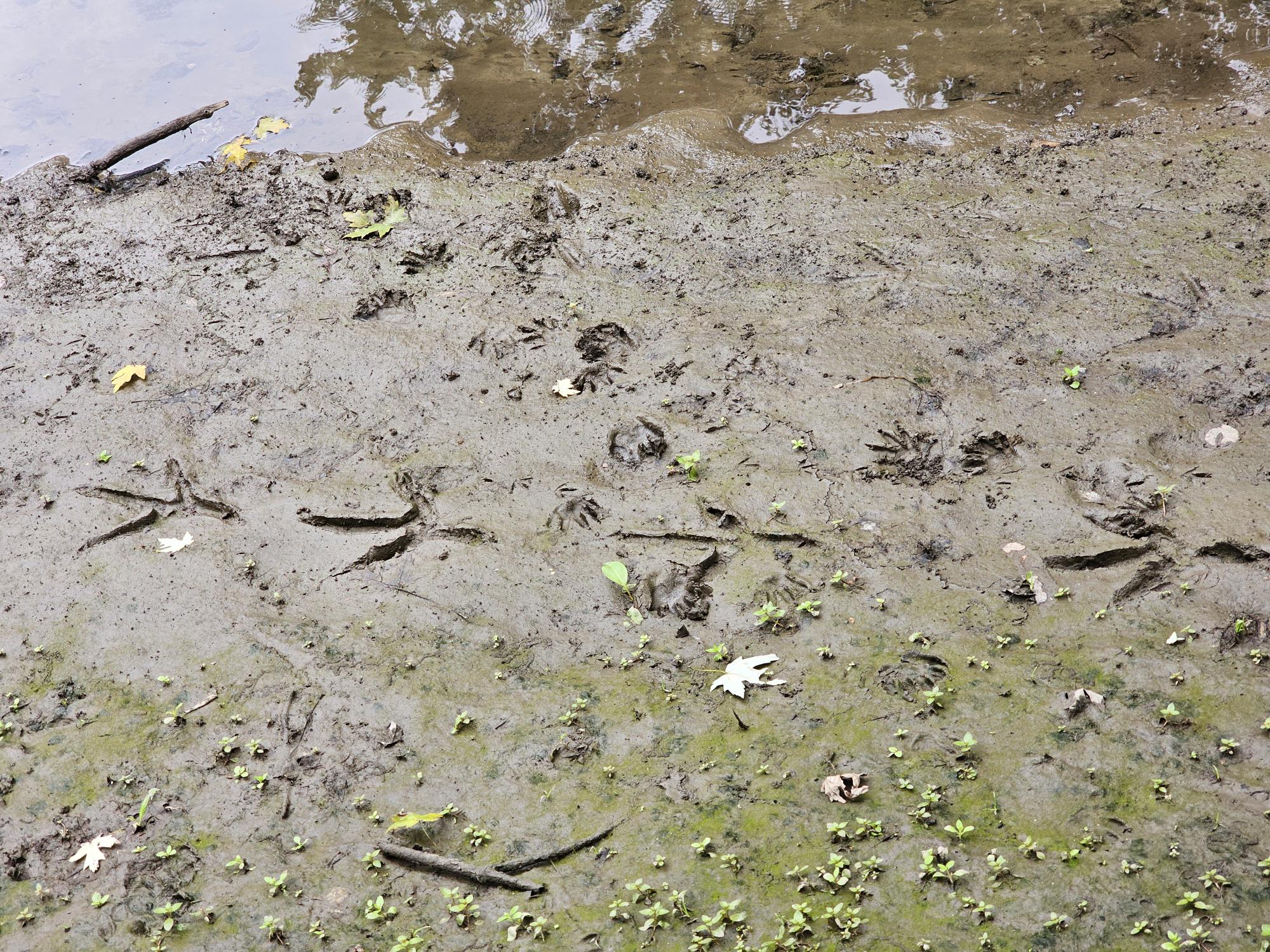 Our place in the New Jersey Swamps, just outside New York City, is a great place to test WeatherWool,  to film and photograph, forage, fish, hunt and just to appreciate Nature.