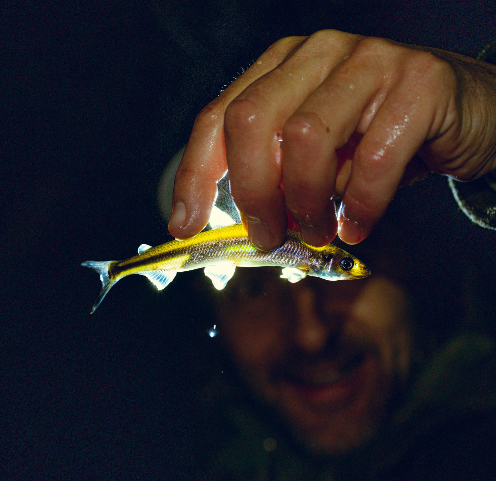 Delicious Wild Smelt