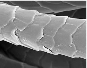 WeatherWool is very grateful to whomever made this photo of a wool fiber available.  We would love to know who to thank, and -- more important -- who to ask for permission!